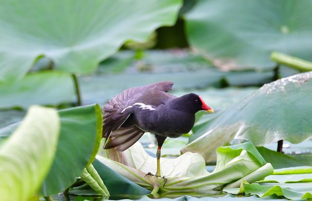 野生黑水鸡是保护动物吗?捡到后是否可以养殖?