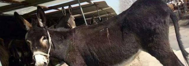 德州驴的养殖技术,讲究少喂勤添的原则