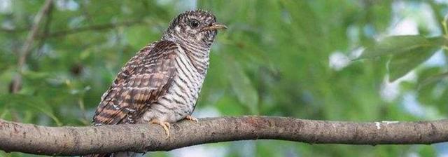 布谷鸟是保护动物吗?它的常见食物有哪些