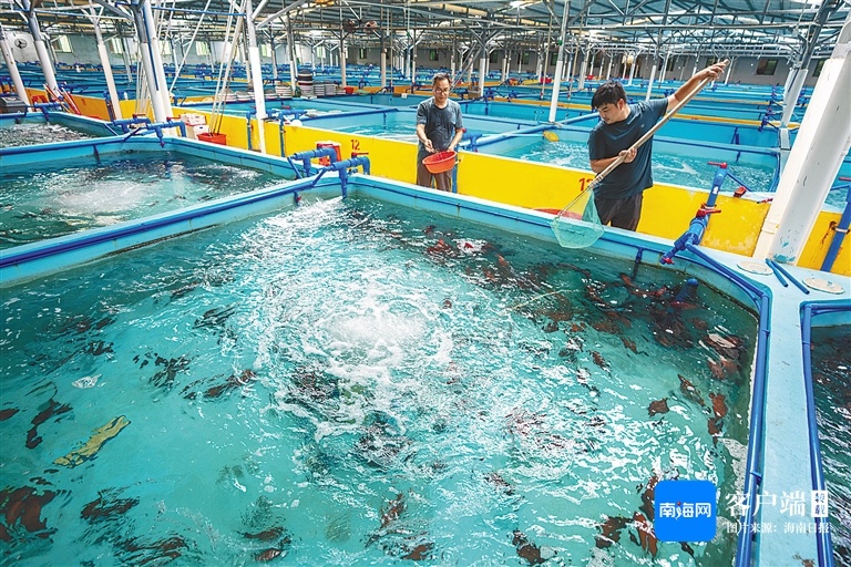 浙江石斑鱼养殖基地图片