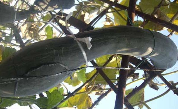 砍瓜种植技术与时间安排:病虫害防治要点