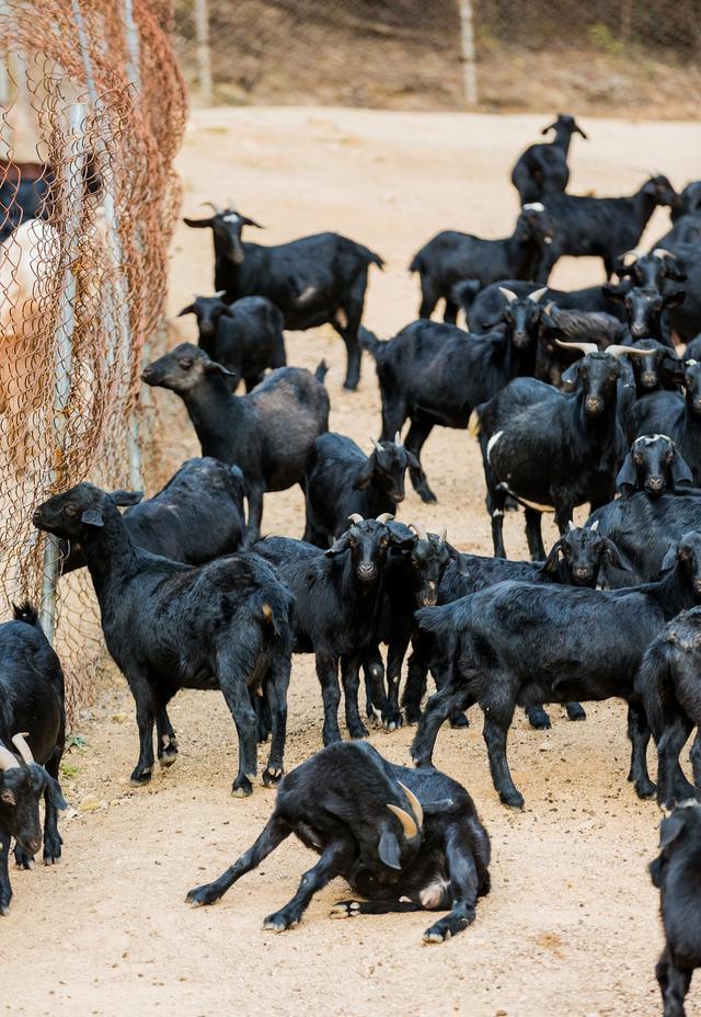 黑山羊养殖的技术和管理方法