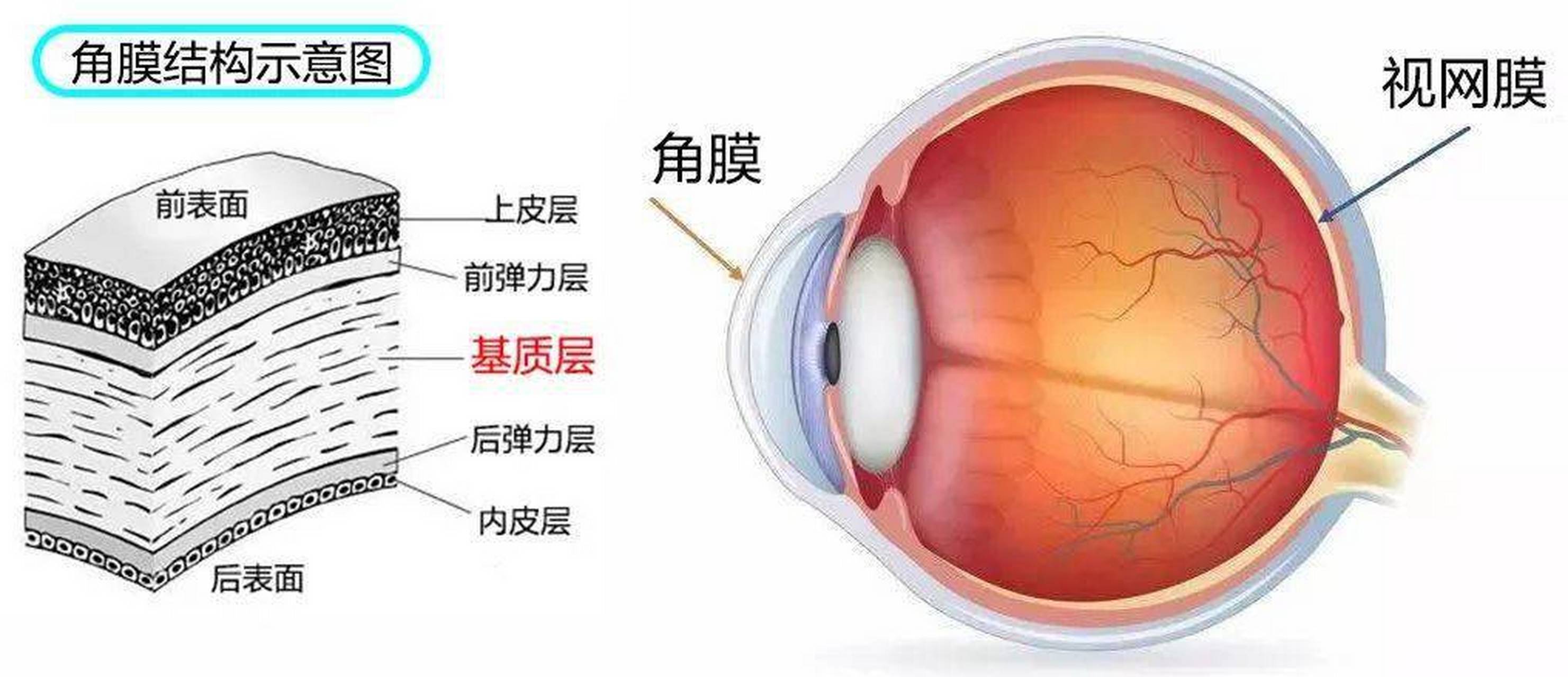 眼角膜的位置图片