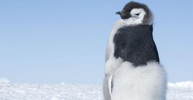 冰天雪地也爱生活,皇帝企鹅的勇敢抉择:美丽绽放,可爱搏命!