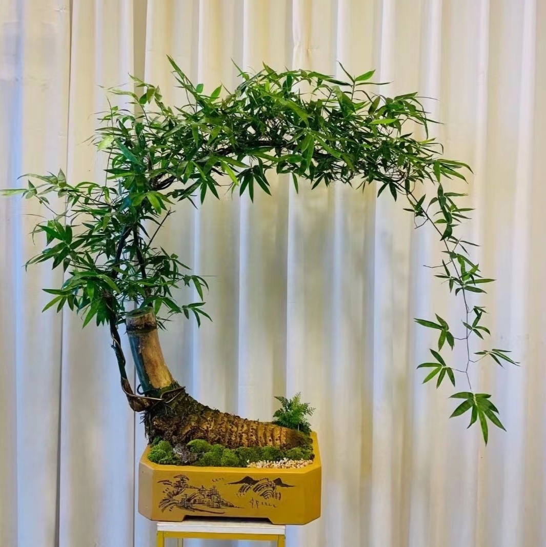 清新雅致!小叶簕竹中式禅意,摆哪都好看,网友:太治愈了