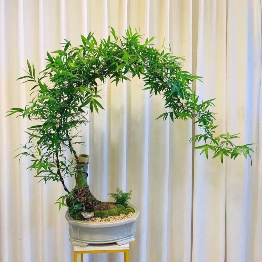 清新雅致!小叶簕竹中式禅意,摆哪都好看,网友:太治愈了