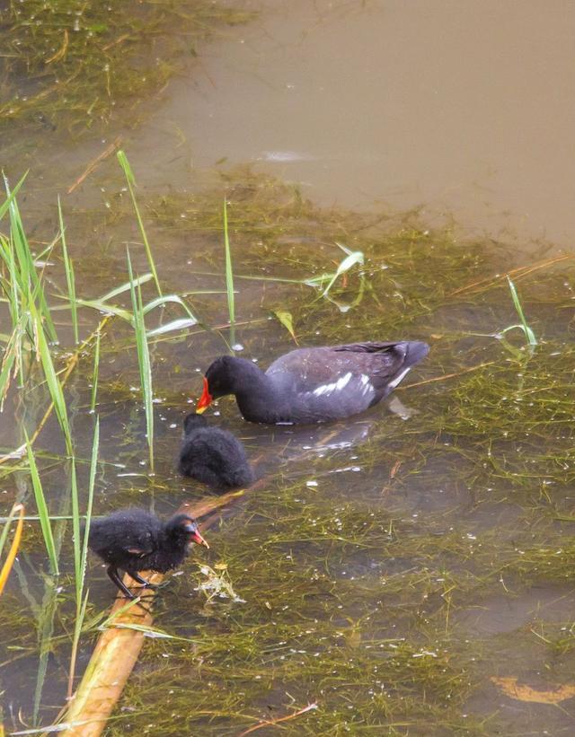 野生黑水鸡是保护动物吗?捡到后可以养吗?