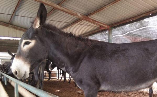 德州驴的养殖技术,讲究少喂勤添的原则