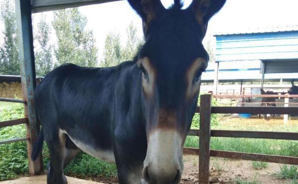 德州驴的养殖技术,讲究少喂勤添的原则