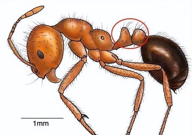 南方已经"失守"?红火蚁侵入中国12省,一窝能有30万只