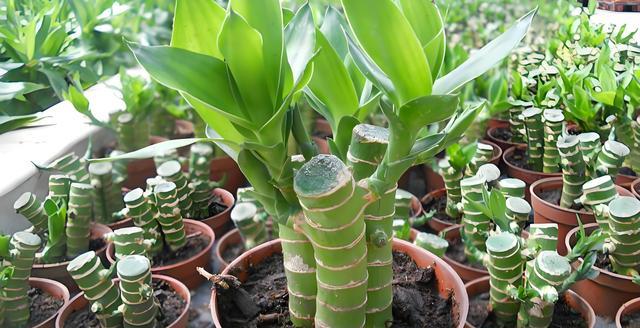 如何进行土培富贵竹的种植?全面解析种植技巧和管理方法