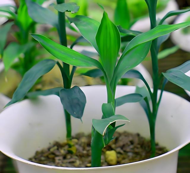 如何进行土培富贵竹的种植?全面解析种植技巧和管理方法