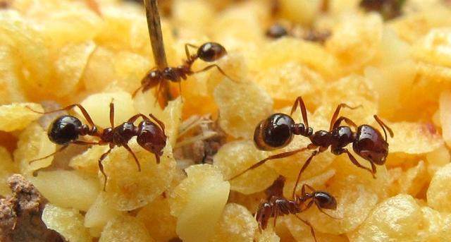 南方已经"失守"?红火蚁侵入中国12省,一窝能有30万只