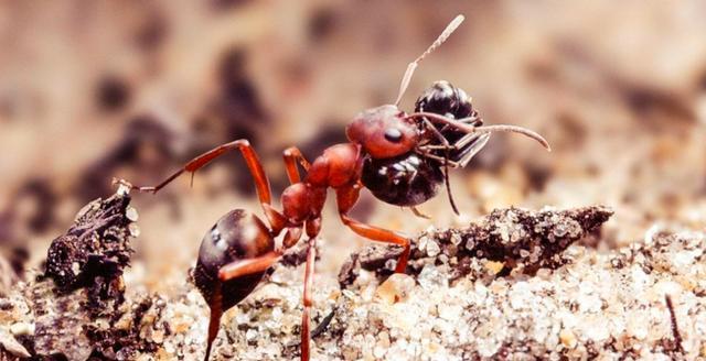 南方已经"失守"?红火蚁侵入中国12省,一窝能有30万只