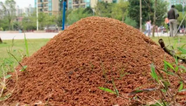 南方已经"失守"?红火蚁侵入中国12省,一窝能有30万只