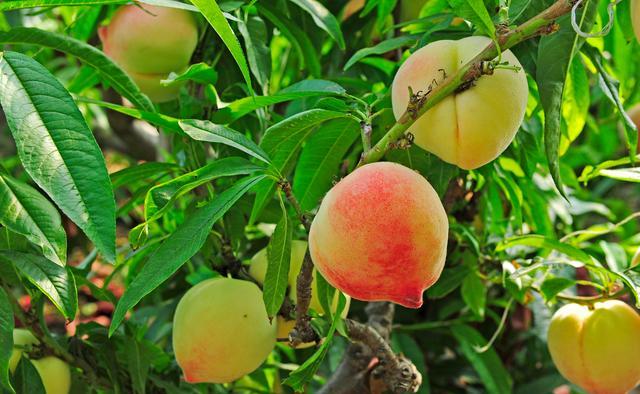 中桃14号毛桃介绍:品种特性,栽培要点及营养价值