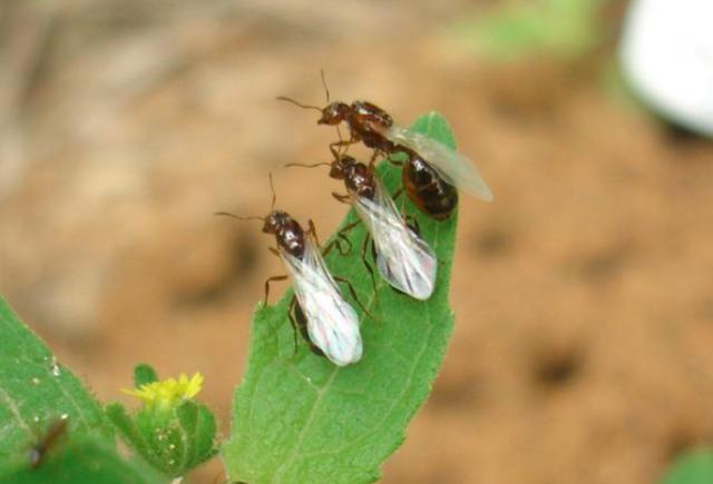 南方已经"失守"?红火蚁侵入中国12省,一窝能有30万只