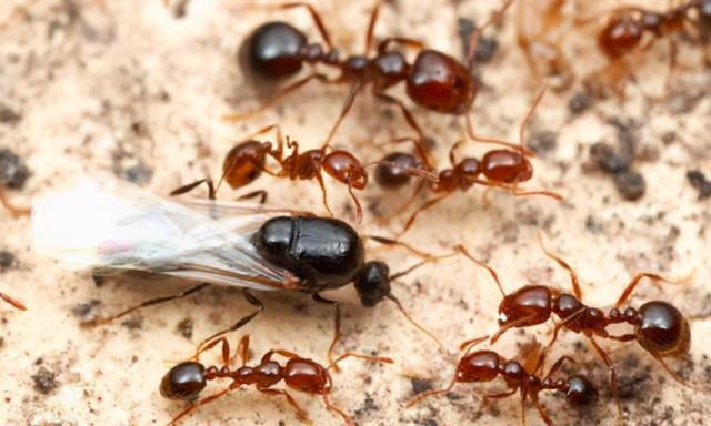 南方已经"失守"?红火蚁侵入中国12省,一窝能有30万只