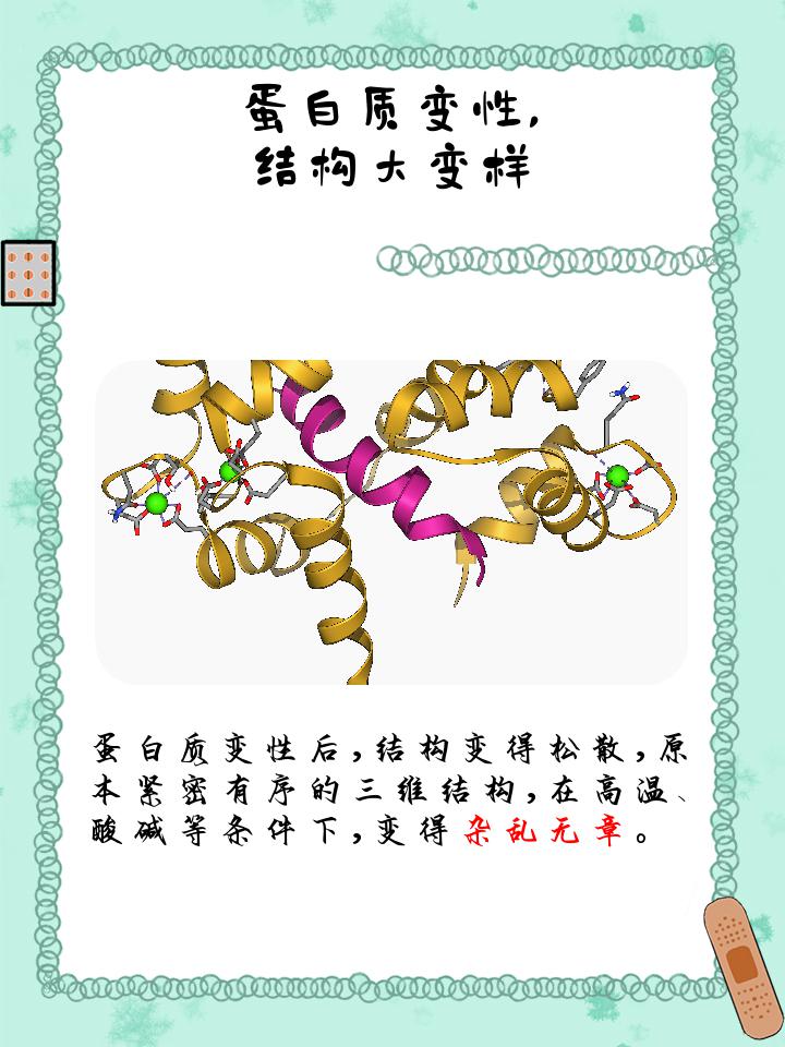 蛋白质变性后有哪些改变?