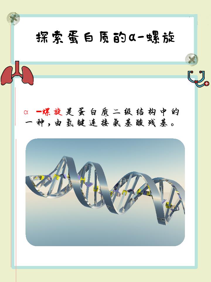 蛋白质二级结构什么键?