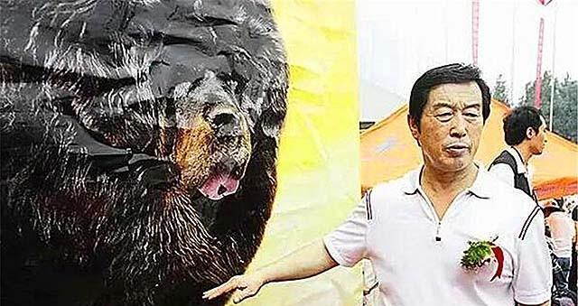 马俊仁退出体坛念狗经,将藏獒包装成4000万身价:我这是为国争光