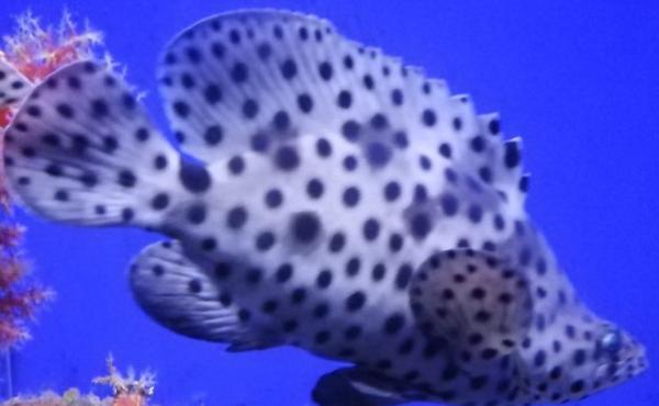 老鼠斑的市场价格及烹饪方法