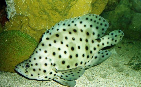 老鼠斑的市场价格及烹饪方法