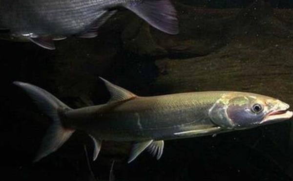 鳡鱼的价格及其营养价值和烹饪方法