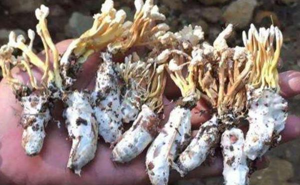 金蝉花的市场价格,上市时间及挑选技巧