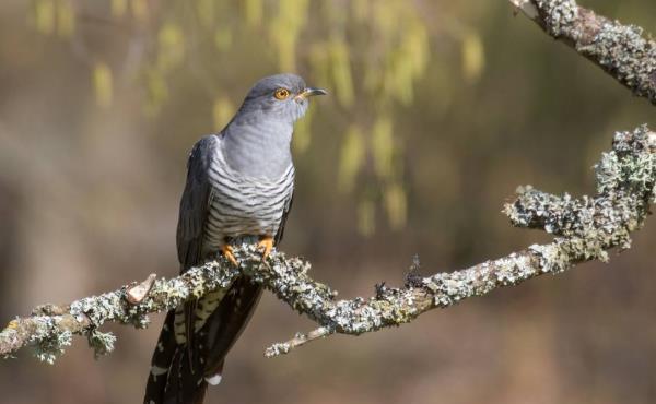 布谷鸟是保护动物吗?它的食物是什么