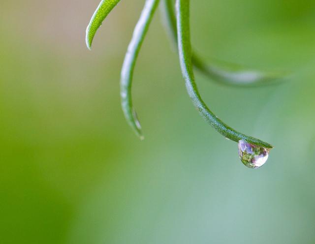 水滴摄影技术和设备:微距摄影,光线控制和稳定性技巧