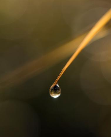 水滴摄影技术和设备:微距摄影,光线控制和稳定性技巧