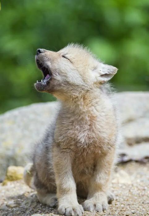 回顾:母狼闯入老人家里,扔下狼崽就跑,一年后母狼做出惊人之举