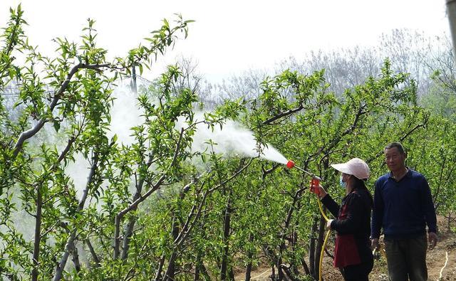 桃树钻心虫的危害及最佳治疗药物!