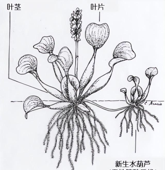 水葫芦剖开面的简笔画图片