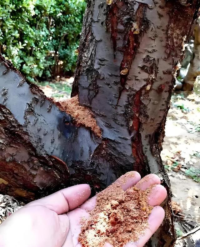 桃树钻心虫的危害及最佳治疗药物!