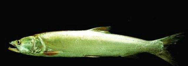 鳡鱼的价格及营养价值和做法