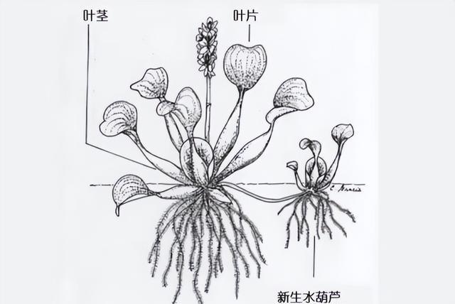 水葫芦剖开面的简笔画图片