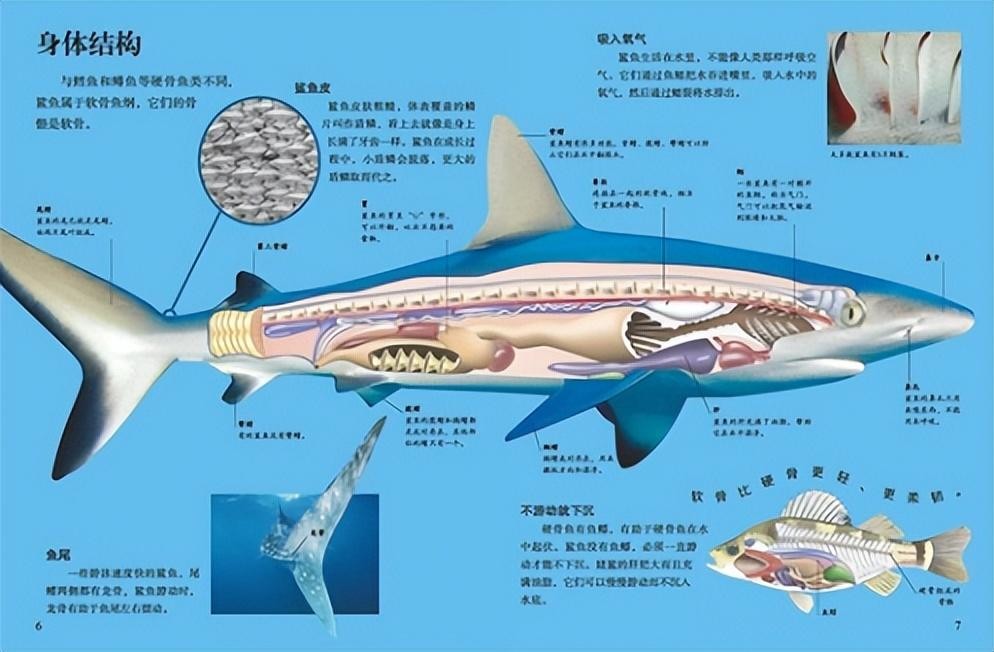 鲨鱼结构身体图片