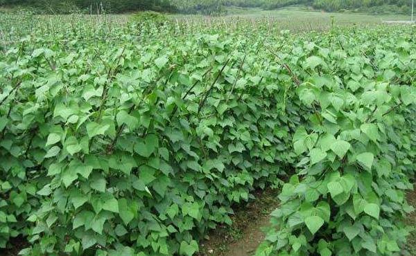 白芸豆的种植时间,方法及病虫害防治