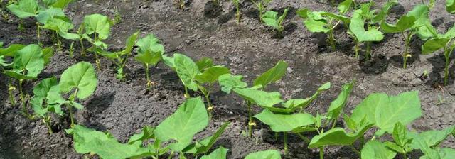 白芸豆的种植时间,方法及病虫害防治