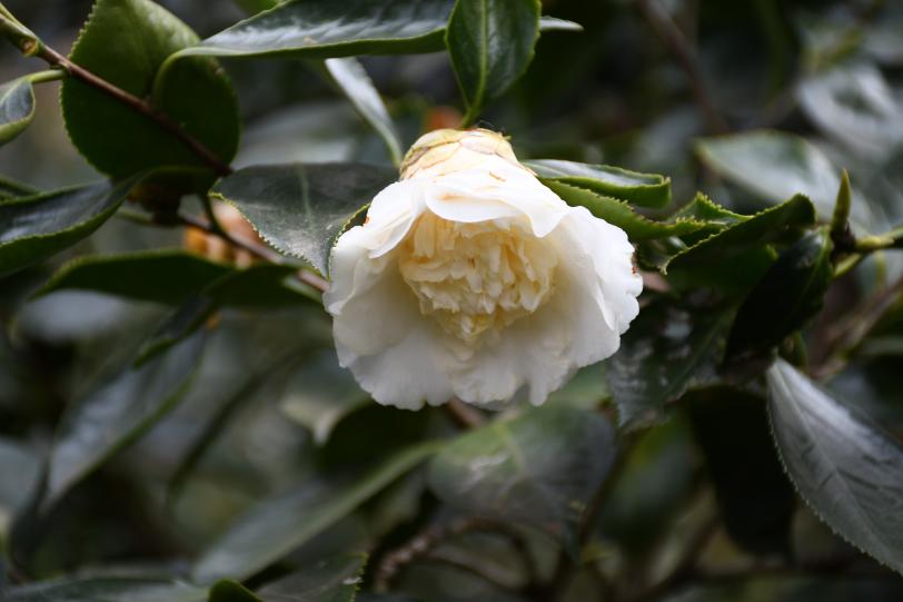 白雪塔茶花介绍图片