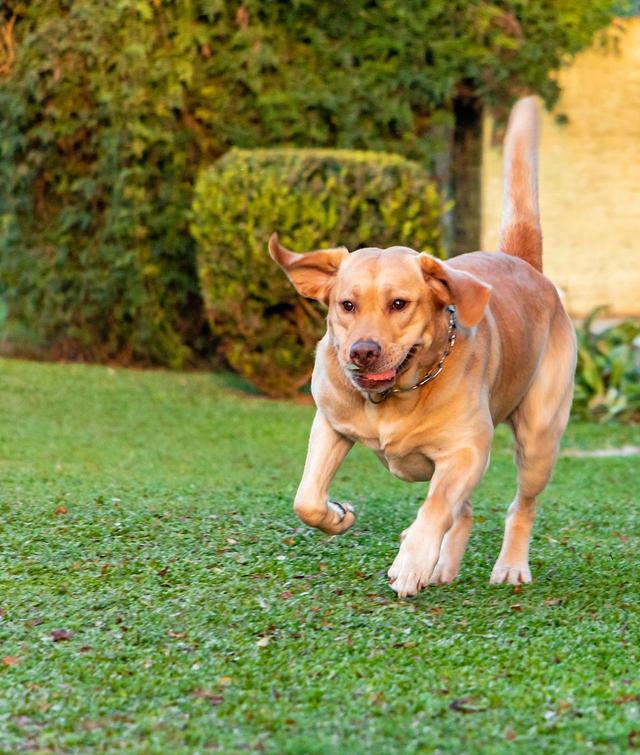 拉布拉多犬训练指南:打造完美伴侣犬