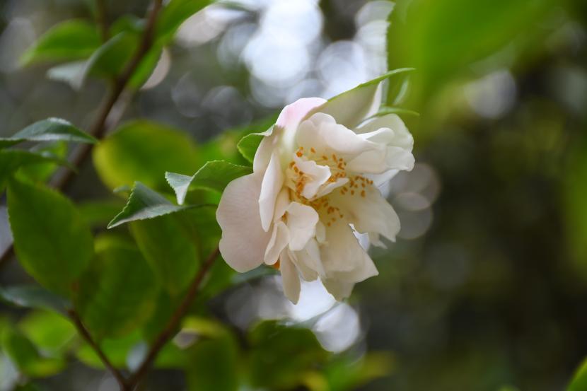 白雪塔茶花介绍图片