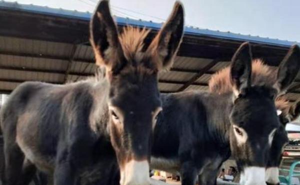 德州驴的养殖技术及少喂勤添的原则
