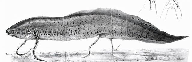 非洲肺鱼:掌握了"离水不死"的秘密,却输给了非洲人的一把锄头