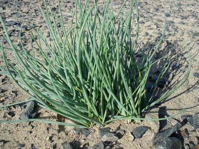 野菜中的"灵芝",叫葱却有韭菜味,助消化,健脾胃,遇到别不懂