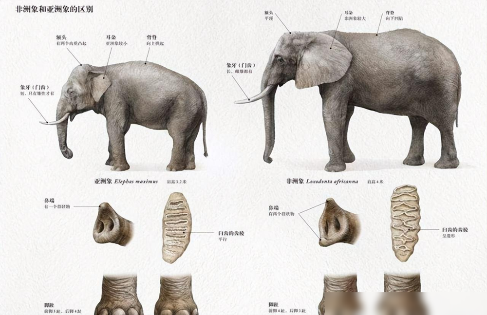 已经灭绝的大象种类图片