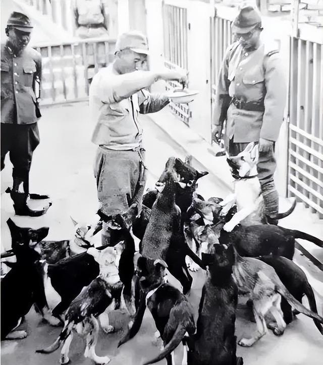 一只小短腿的出现,打遍日本军犬,揭秘抗日战争中的"板凳狗"