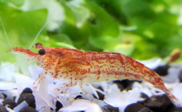 樱花虾的繁殖周期与适宜养殖环境